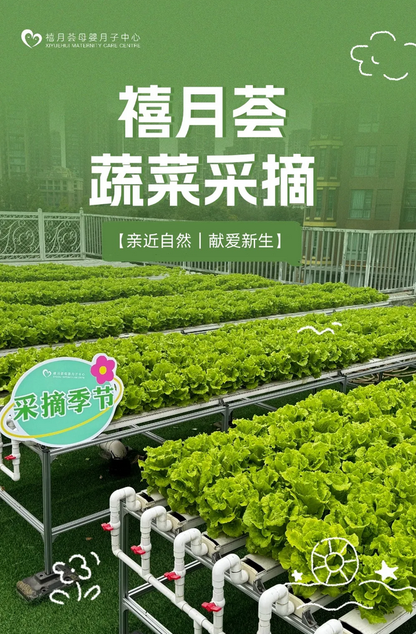 在成都月子中心坐月子，吃上自己采摘的新鮮有機蔬菜啦！1
