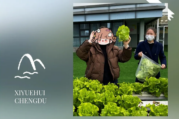 在成都月子中心坐月子，吃上自己采摘的新鮮有機蔬菜啦！3