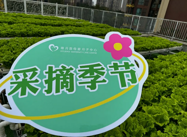 在成都月子中心坐月子，吃上自己采摘的新鮮有機蔬菜啦！5