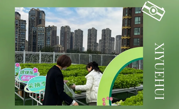 在成都月子中心坐月子，吃上自己采摘的新鮮有機蔬菜啦！7